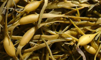 (Ascophylum nodosum) 